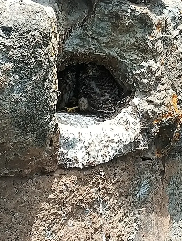 mochuelos cernícalos